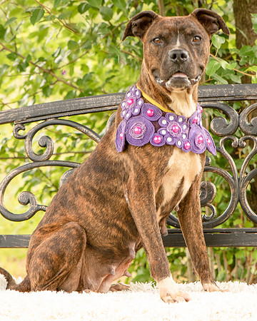 Darlington - Chloe-8639