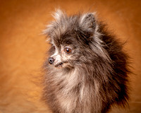 Foster Loretta