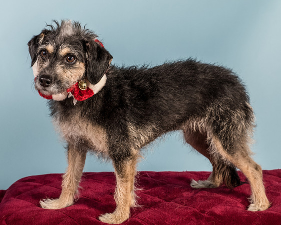 Foster Triscuit-5513