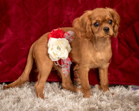Charlie -4291