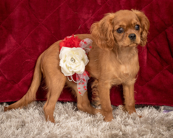 Charlie -4291