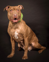 Foster Coco-2027