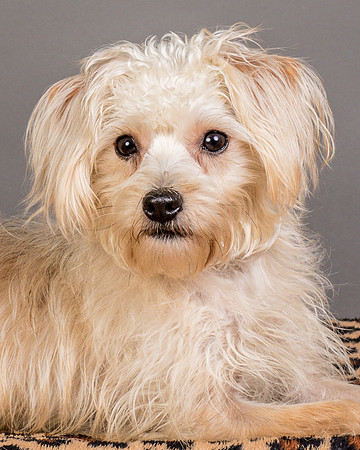 Foster Henrietta-8599