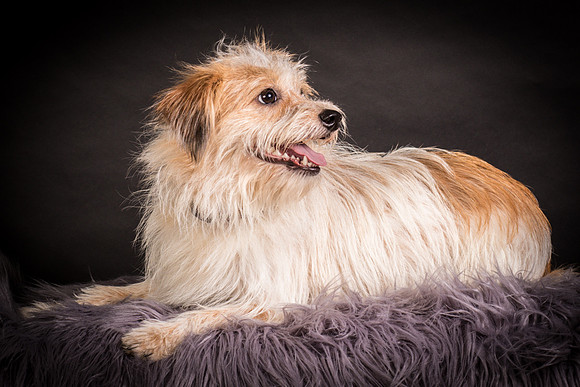 Foster Tiny-1221