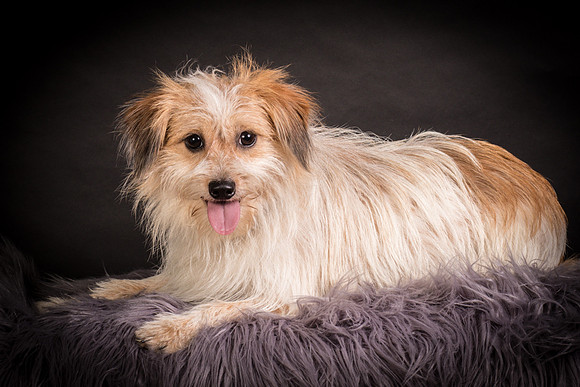 Foster Tiny-1220