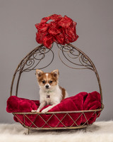 Siri-1440