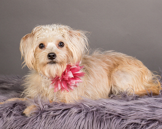 Foster Henrietta-8709