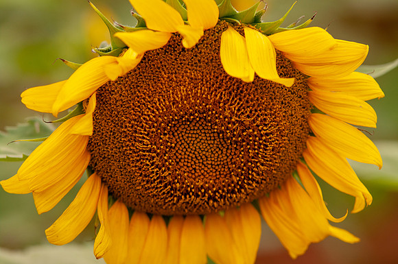 sunflowers-8365