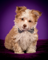 Foster Zen-4354