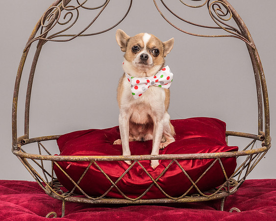 Foster Skippy-2262