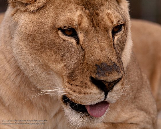 Suzies Pride-2413