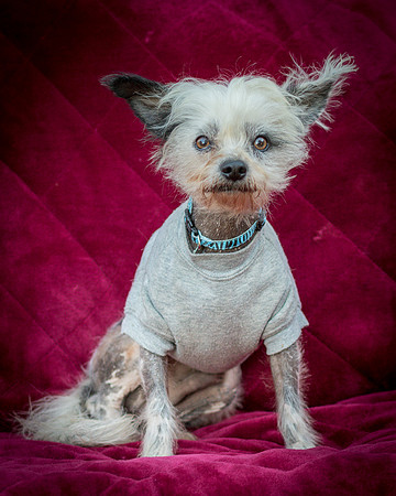 Foster Freckles-5455