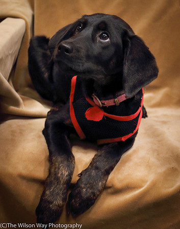 Foster Claudine-0957