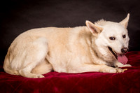 Foster Apache-0512