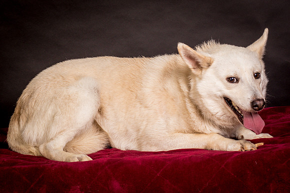 Foster Apache-0512