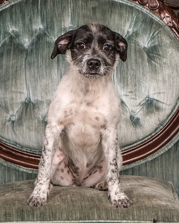 Foster Billie-8174