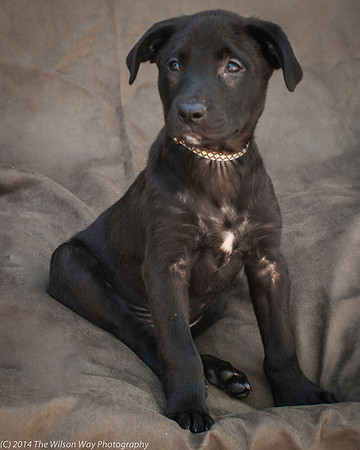 Foster Pokey-2462