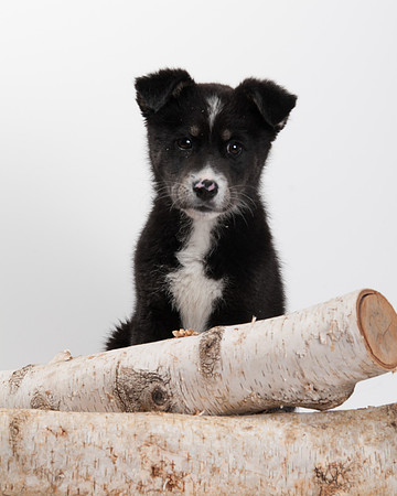 GCSPCA BB-6294
