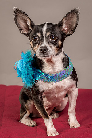 Foster Justice-4679