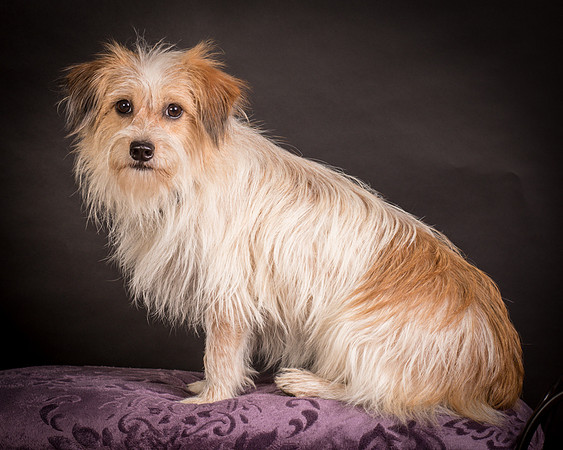 Foster Tiny-1411