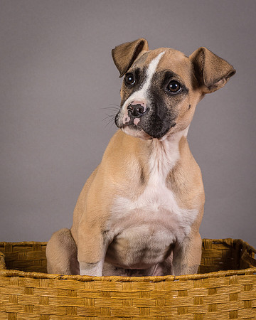 Foster Barnabas-4522