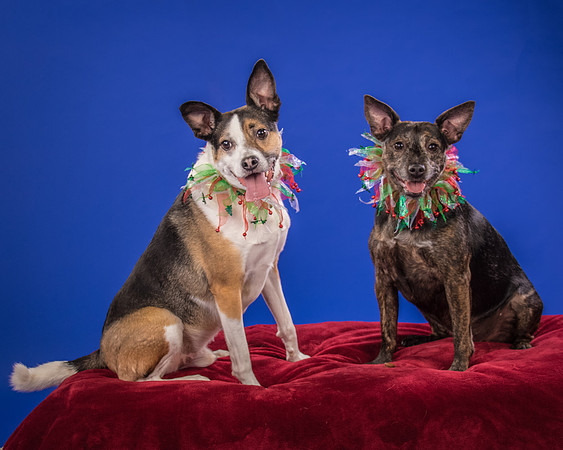 Fitzgerald-Jameo and Loki-4150