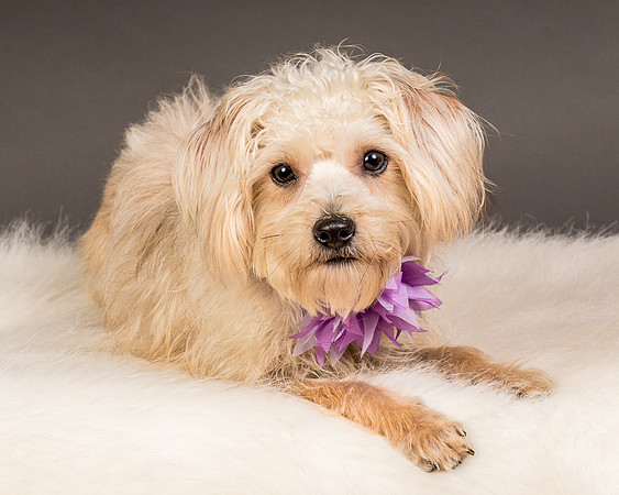 Foster Henrietta-8475