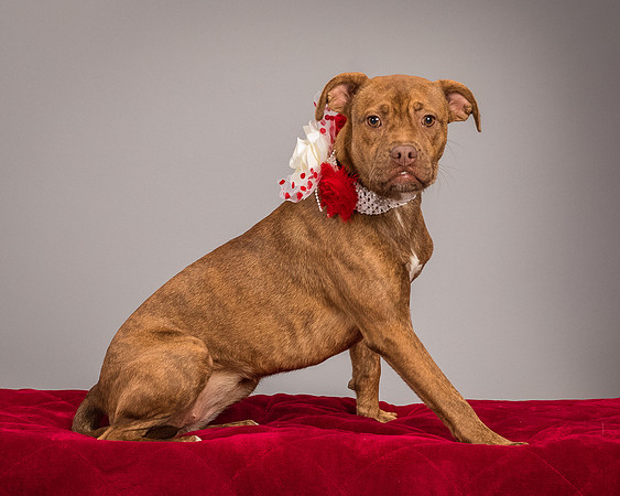 Foster Pumpkin-4641