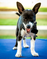 Foster Laila-9793