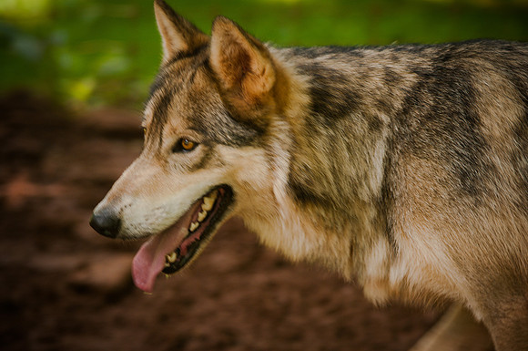 Wolf-9033