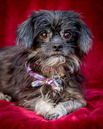 Foster Selene-2742