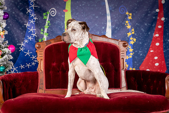 Foster Sylvester-0938
