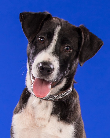 Foster Rascal2-2435