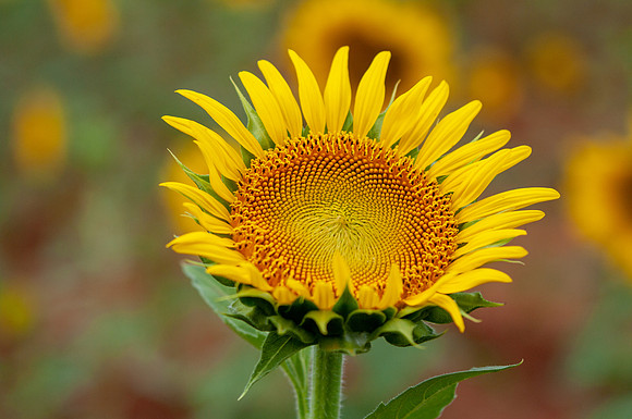 sunflowers-8790