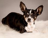 Foster Justice-4597