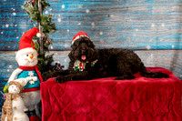 Holiday Photos-7734