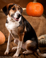 Molly-4406