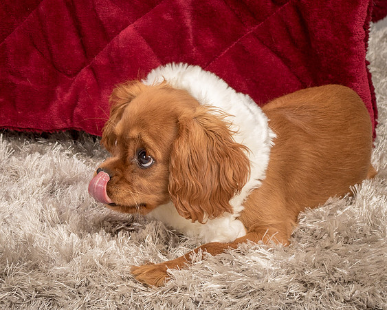 Charlie -4287