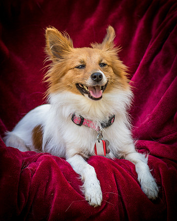 Foster Brandi-3401