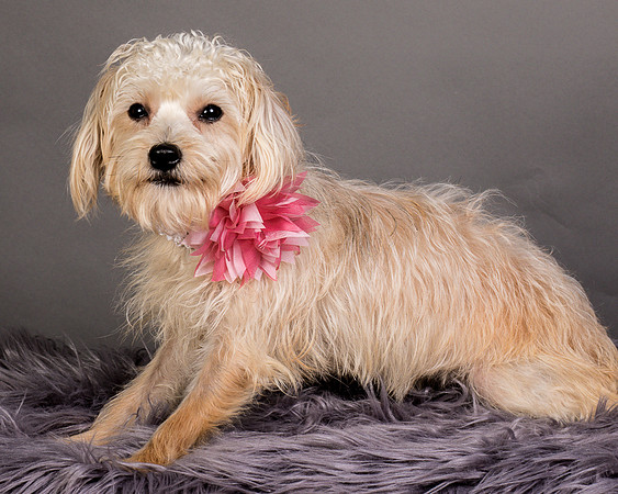 Foster Henrietta-8675