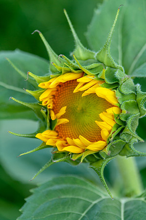 sunflowers-1910