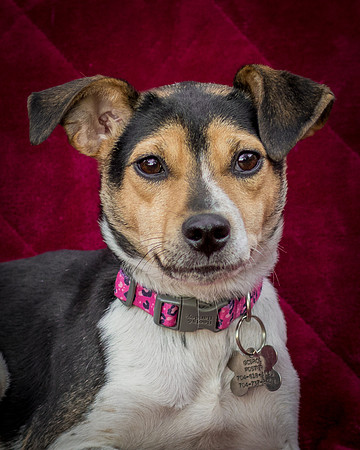 Foster Buffy-5569