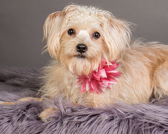Foster Henrietta-8705
