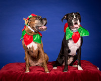 Brown-Jade and Louie-7348