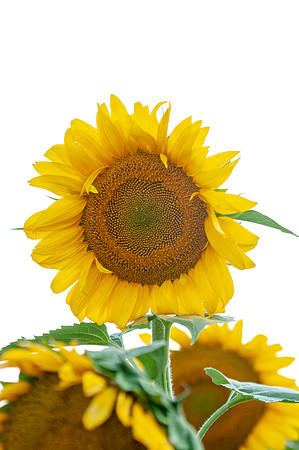 sunflowers-2027