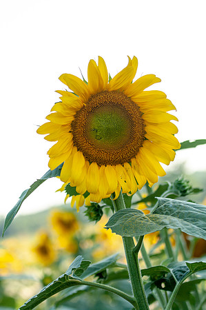 sunflowers-1923