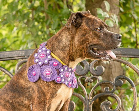 Darlington - Chloe-8633