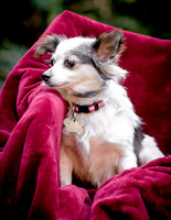 Foster Anouk-8711