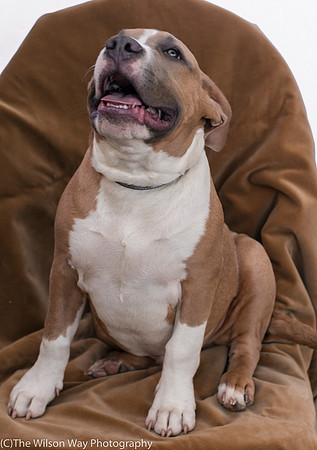 Foster Tycho-9229