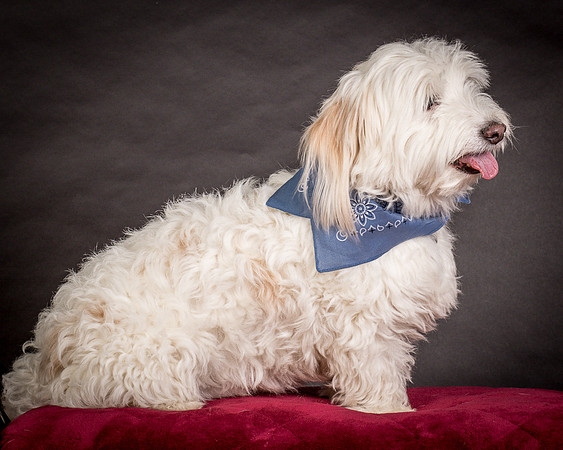 Foster Frosty-0532